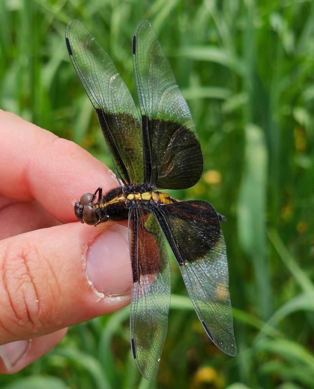 Photo of Widow Skimmer