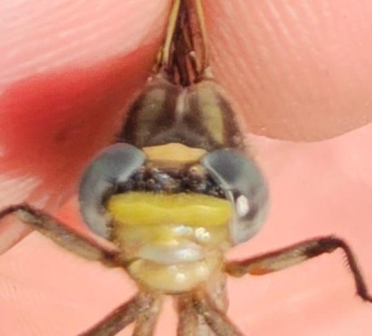 Photo of Dusky Clubtail