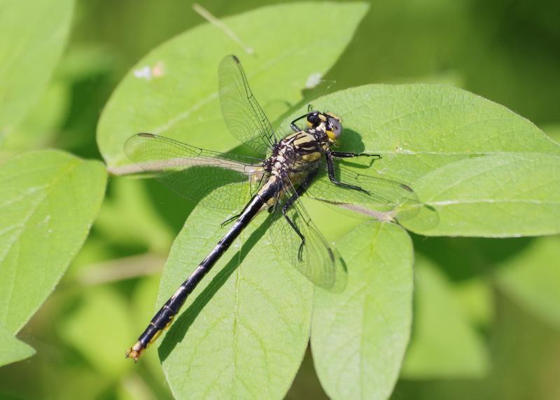 Photo of Lilypad Clubtail