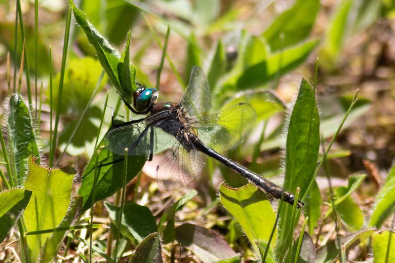 Photo of American Emerald