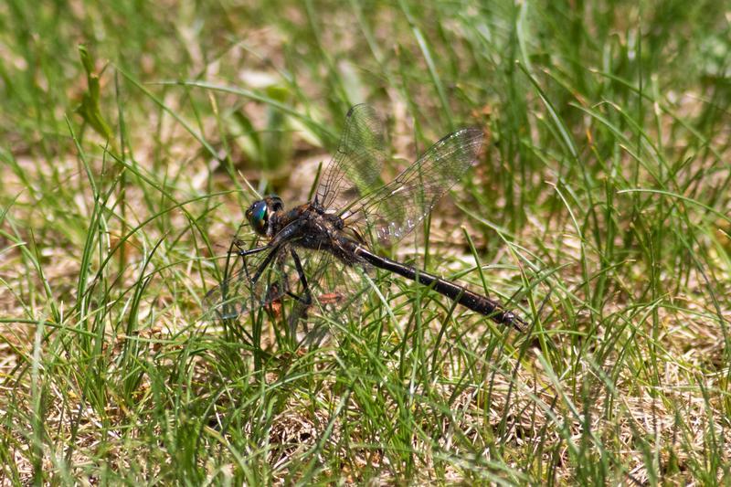 Photo of American Emerald