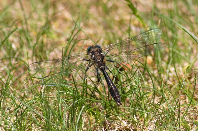 Photo of American Emerald