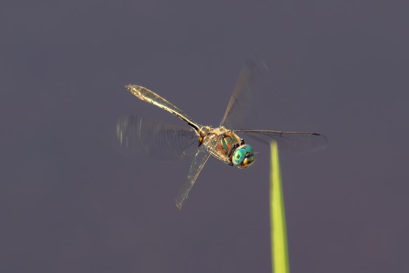 Photo of American Emerald