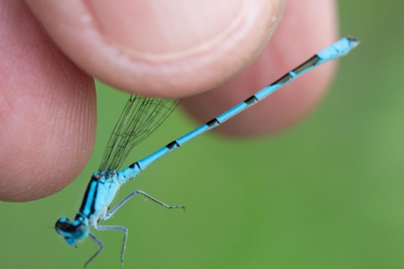 Photo of Marsh Bluet