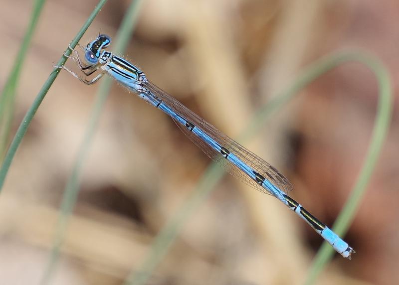 Photo of Double-striped Bluet