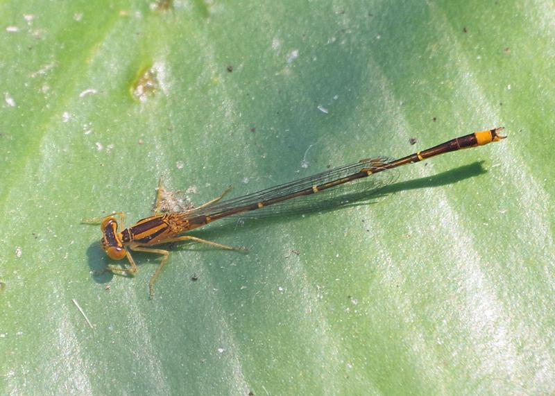 Photo of Orange Bluet