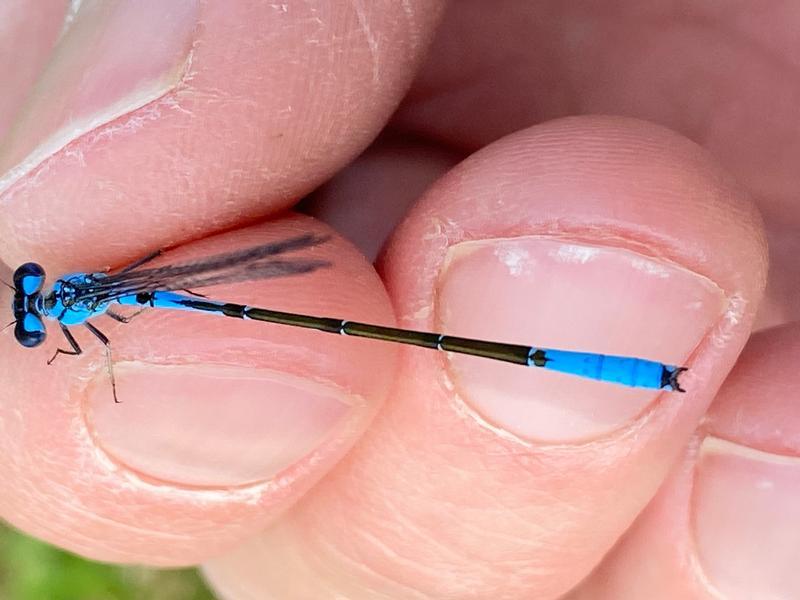 Photo of Azure Bluet