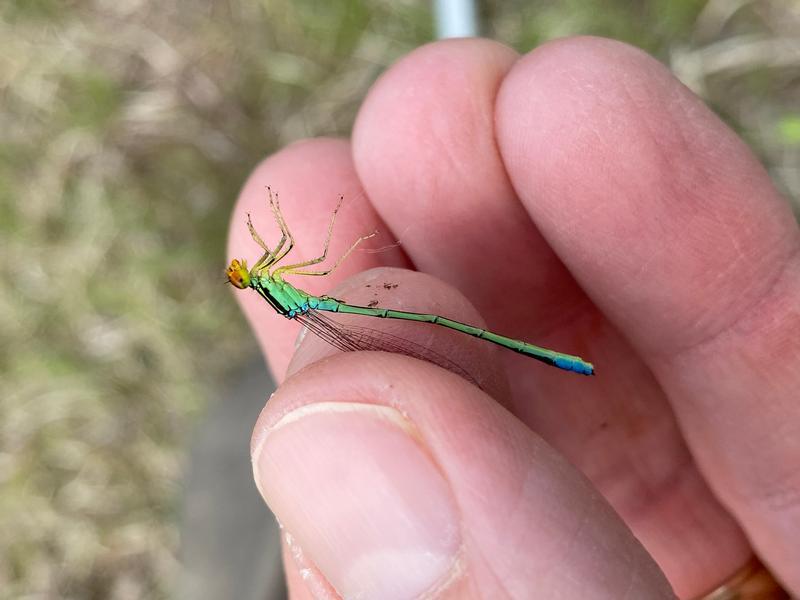 Photo of Rainbow Bluet