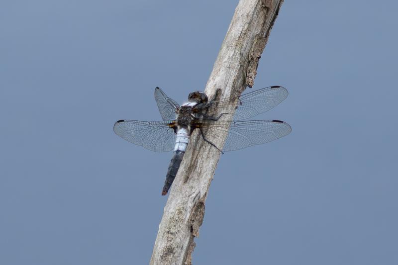 Photo of Chalk-fronted Corporal