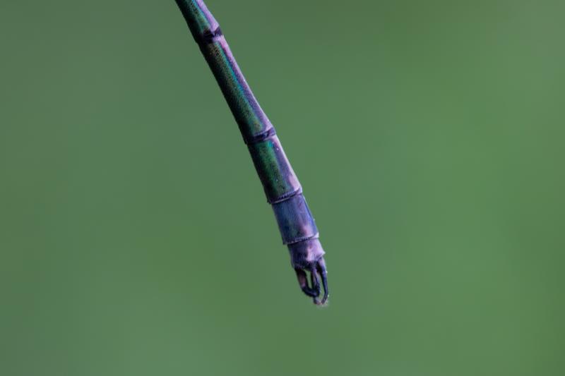 Photo of Elegant Spreadwing