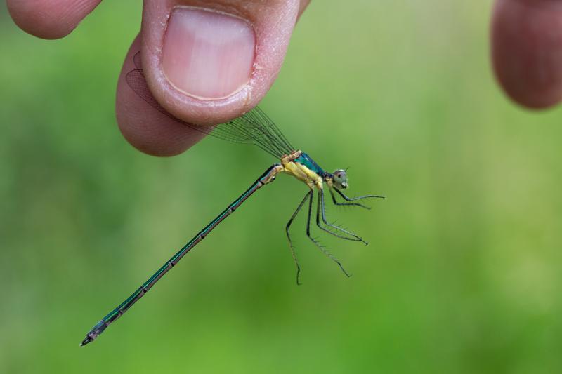 Photo of Elegant Spreadwing