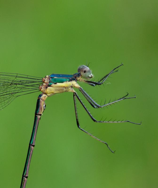 Photo of Elegant Spreadwing