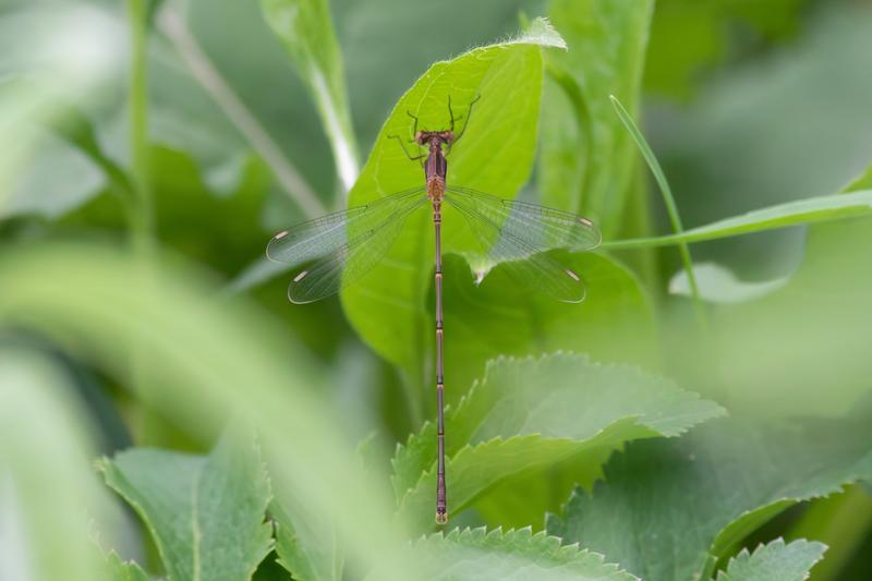 Photo of Slender Spreadwing