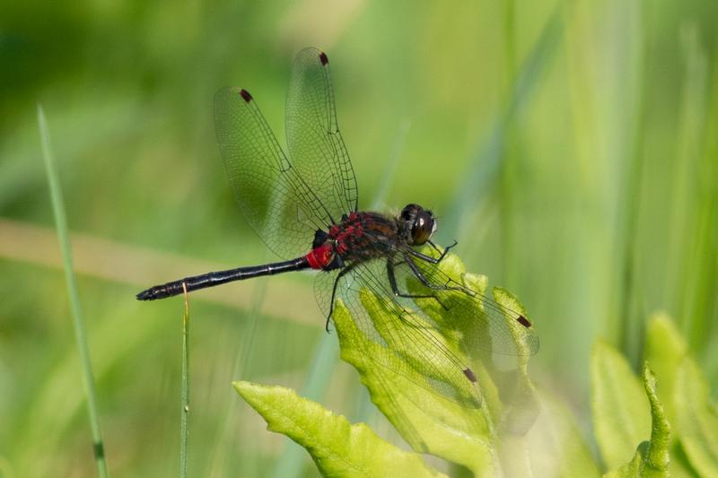 Photo of Crimson-ringed Whiteface