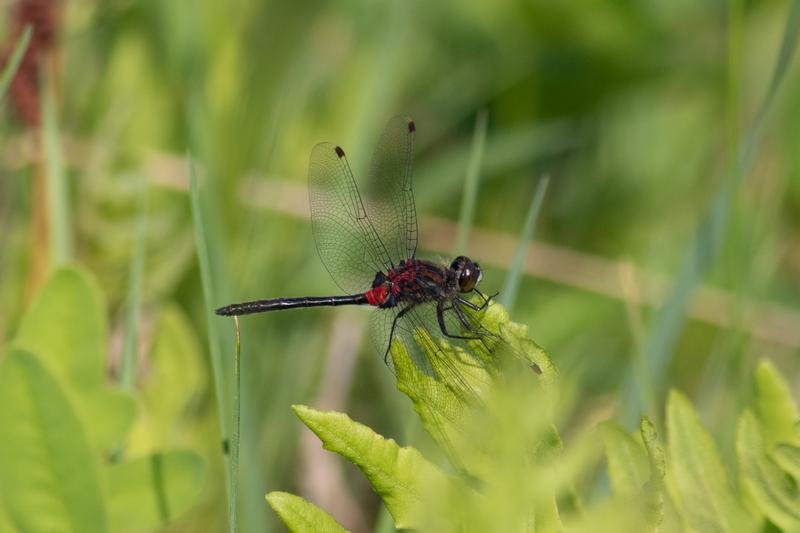 Photo of Crimson-ringed Whiteface