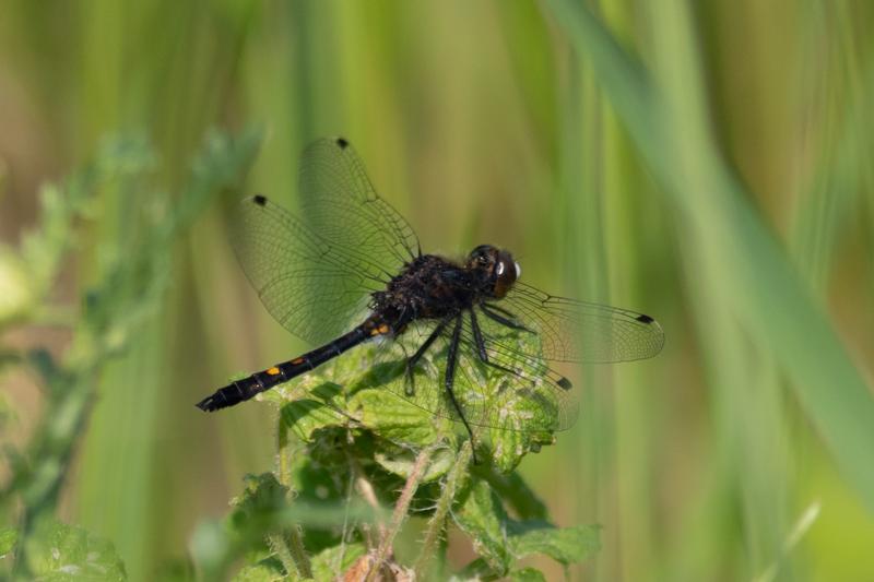 Photo of Dot-tailed Whiteface