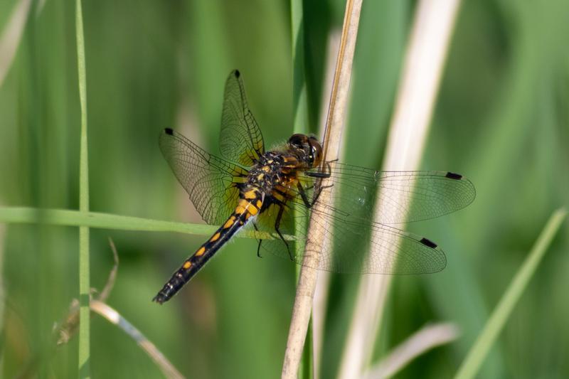 Photo of Dot-tailed Whiteface