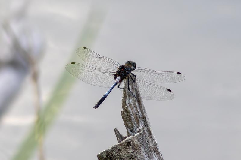 Photo of Belted Whiteface