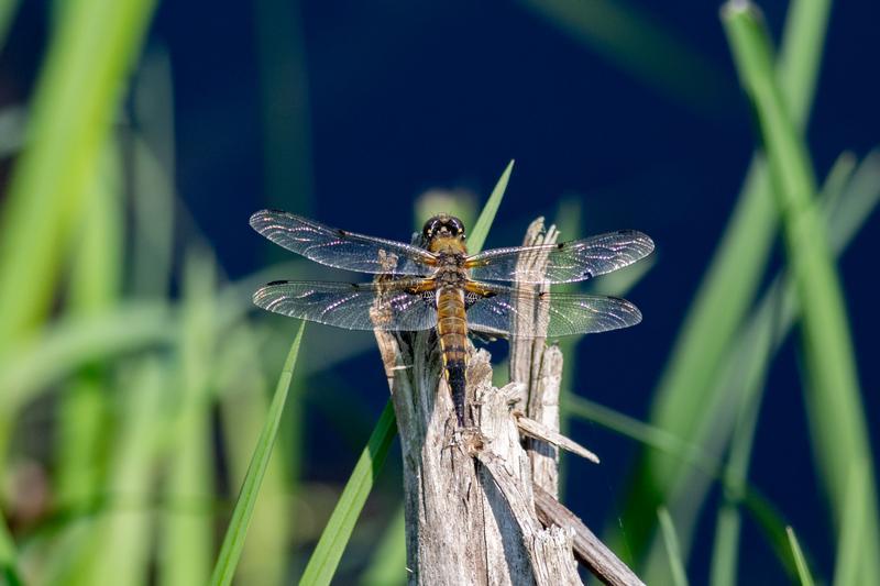 Photo of Four-spotted Skimmer