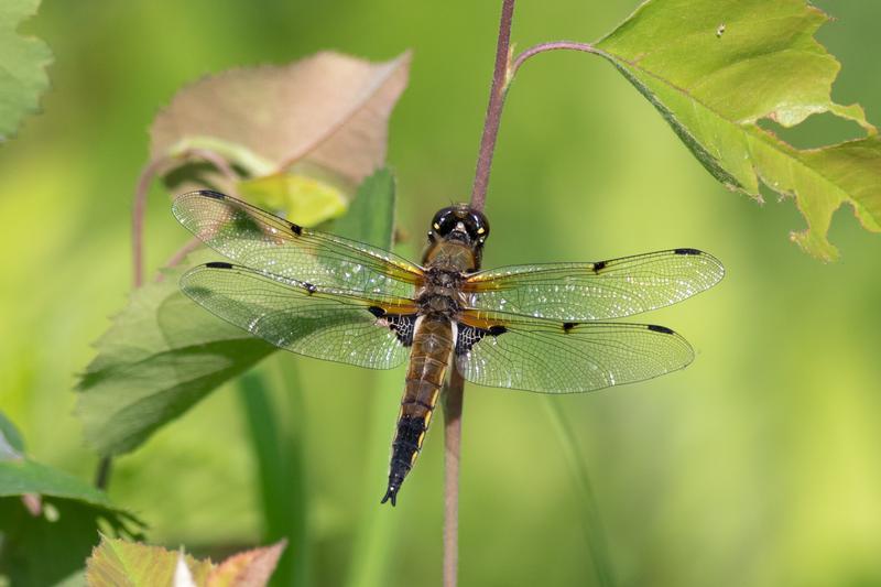 Photo of Four-spotted Skimmer