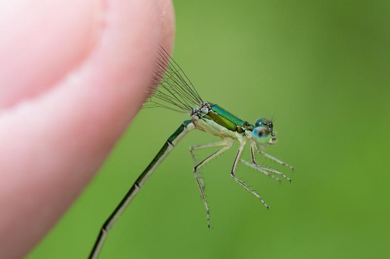 Photo of Sedge Sprite