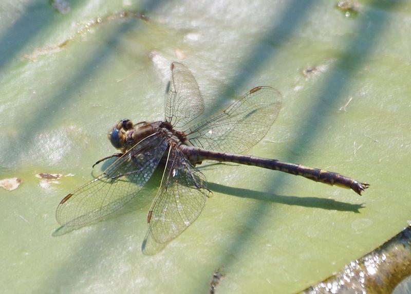 Photo of Dusky Clubtail