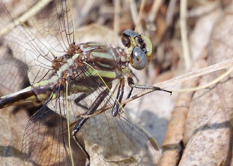 Photo of Lancet Clubtail