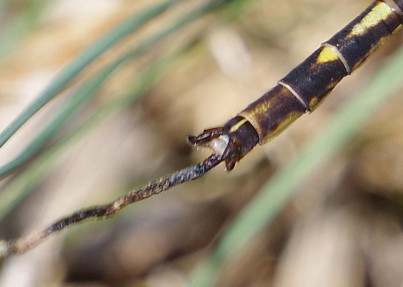 Photo of Lancet Clubtail