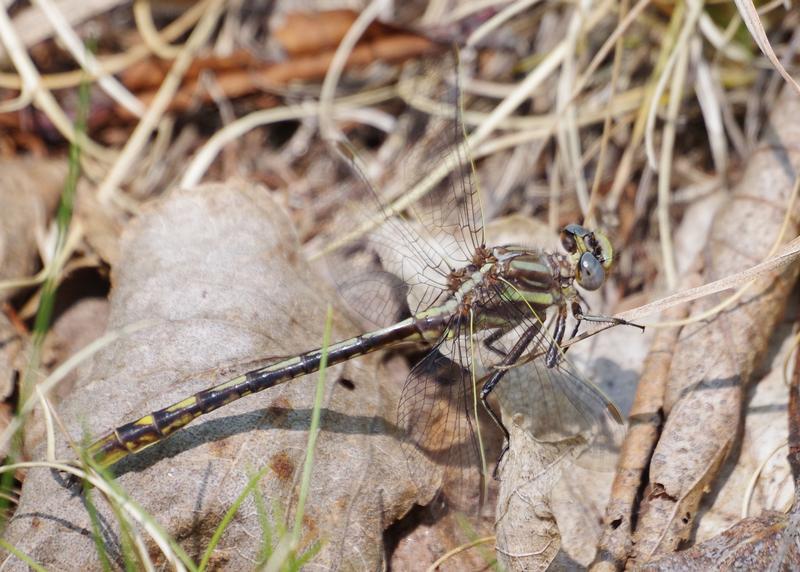 Photo of Lancet Clubtail