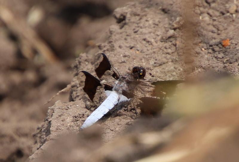 Photo of Common Whitetail