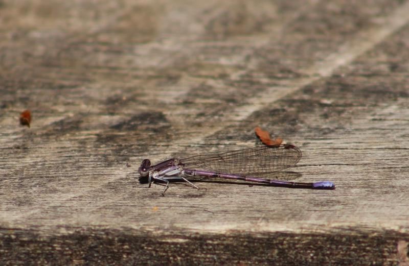 Photo of Variable Dancer (Violet Dancer ssp.)