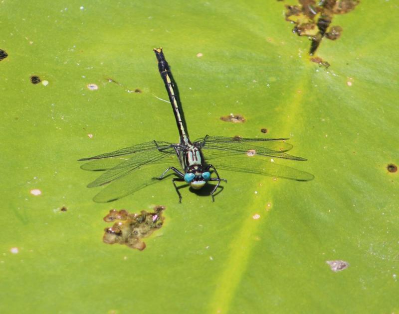 Photo of Lilypad Clubtail