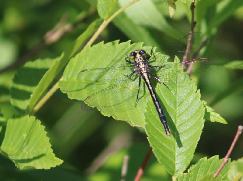 Photo of Lilypad Clubtail