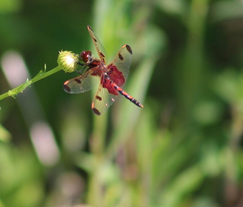 Photo of Calico Pennant