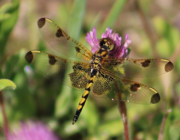 Photo of Calico Pennant