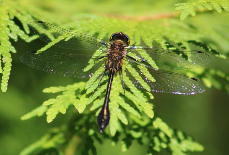 Photo of Racket-tailed Emerald