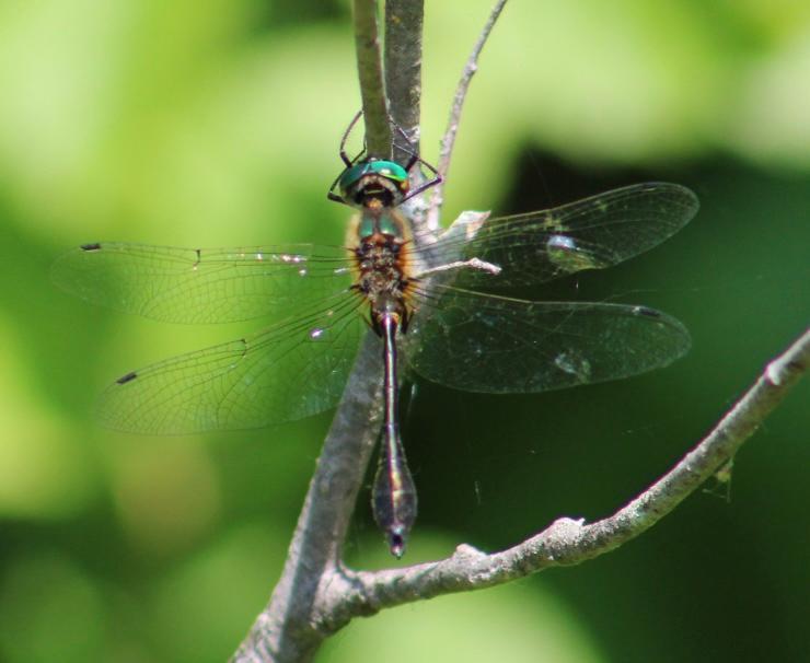 Photo of Racket-tailed Emerald