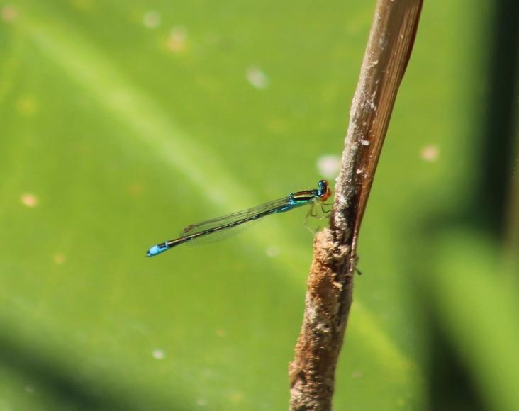 Photo of Rainbow Bluet