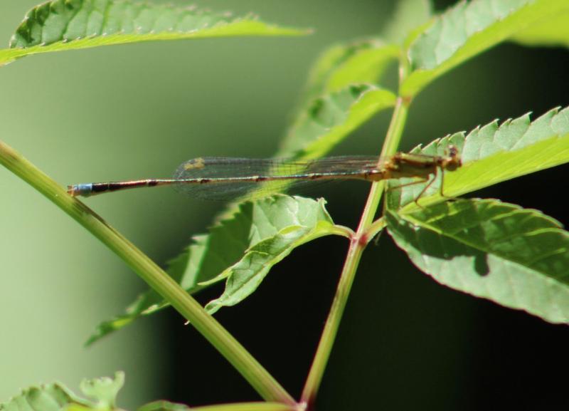 Photo of Vesper Bluet