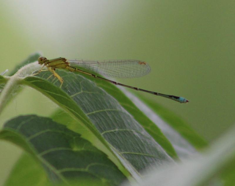 Photo of Vesper Bluet