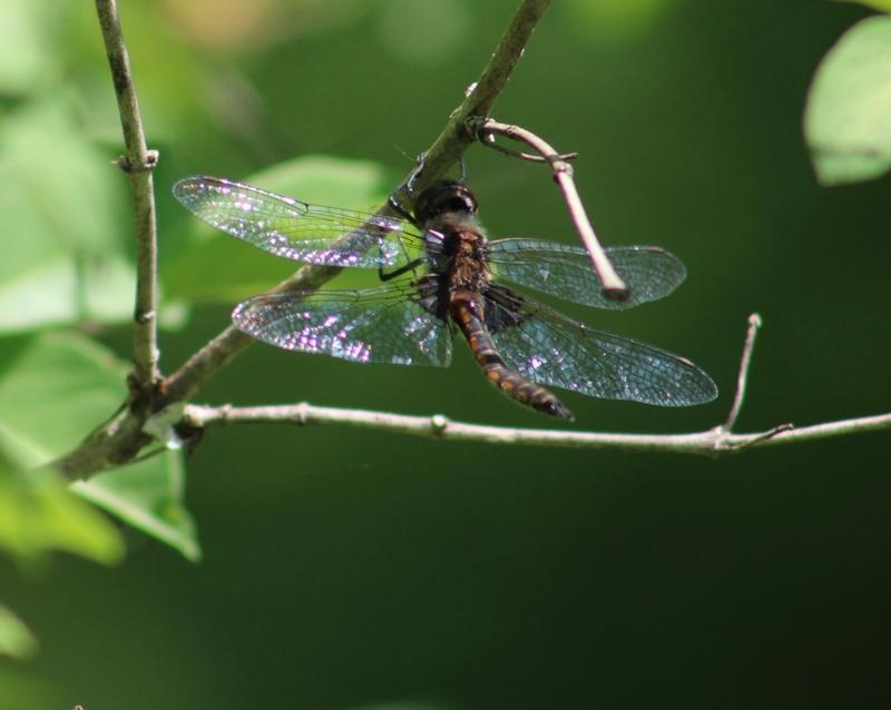 Photo of Common Baskettail