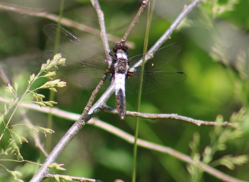 Photo of Chalk-fronted Corporal