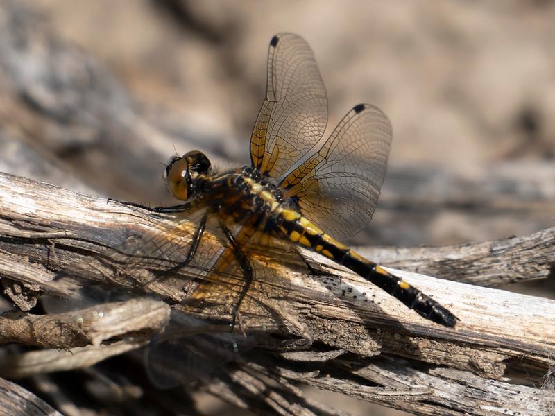 Photo of Dot-tailed Whiteface