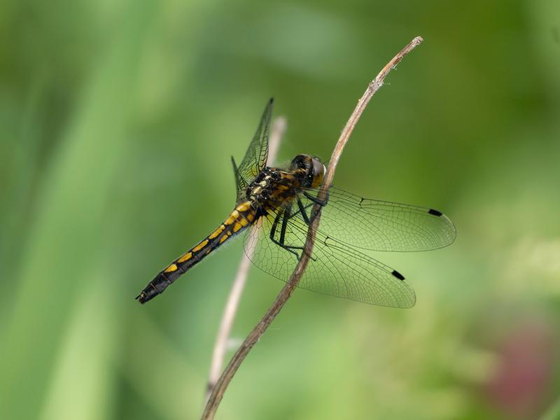 Photo of Dot-tailed Whiteface