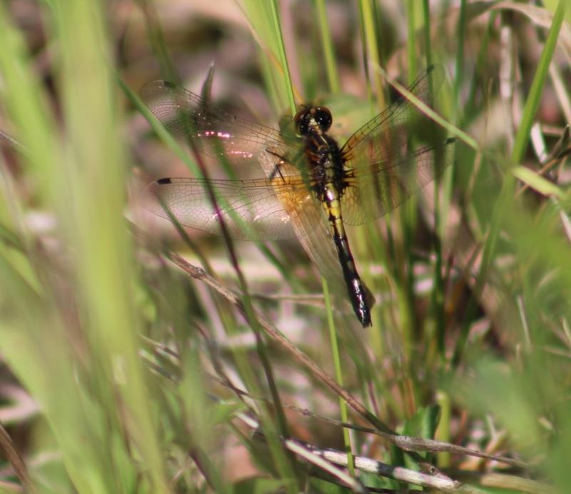 Photo of Dot-tailed Whiteface