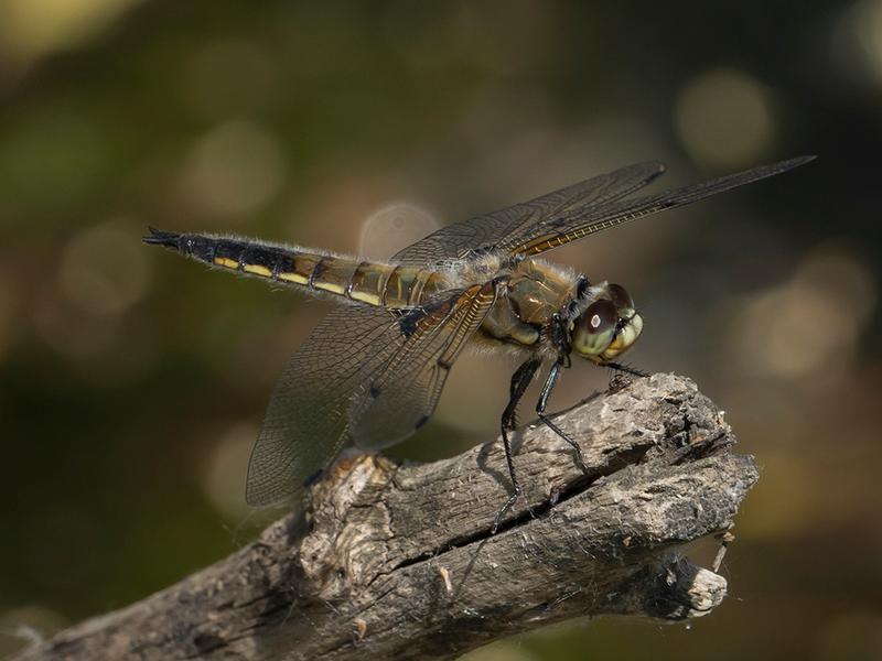 Photo of Four-spotted Skimmer