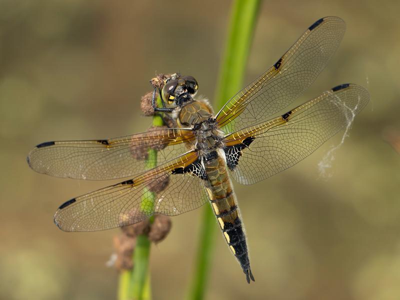 Photo of Four-spotted Skimmer