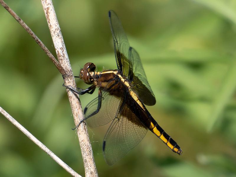 Photo of Widow Skimmer