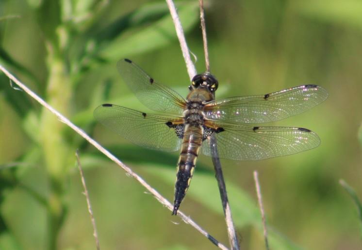 Photo of Four-spotted Skimmer