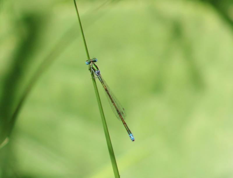 Photo of Sedge Sprite